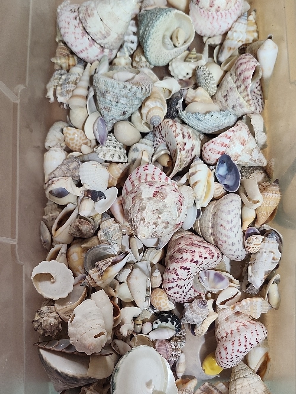 Just Over 300 Shells Sea Shells